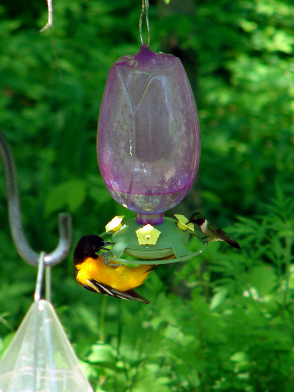 A humming bird and an oriole sharing a feeder (193.12 KB)