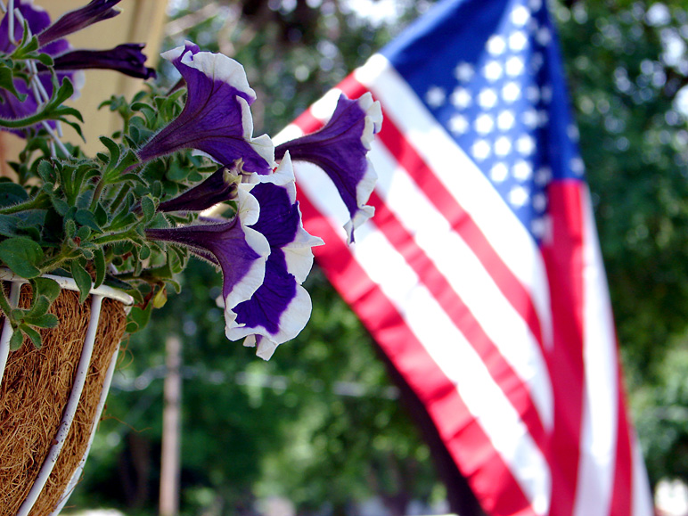 Purple petunias with the flag in the background (228.53 KB)