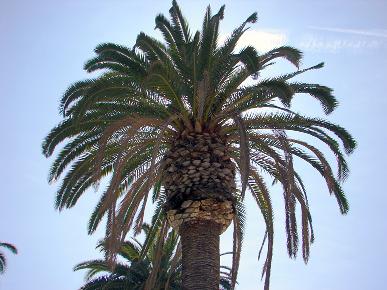 First trip to California: I took a picture of a palm tree. (270.20 KB)