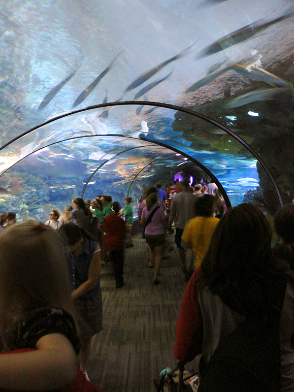 This is the under-water tunnel in their aquarium (203.65 KB)