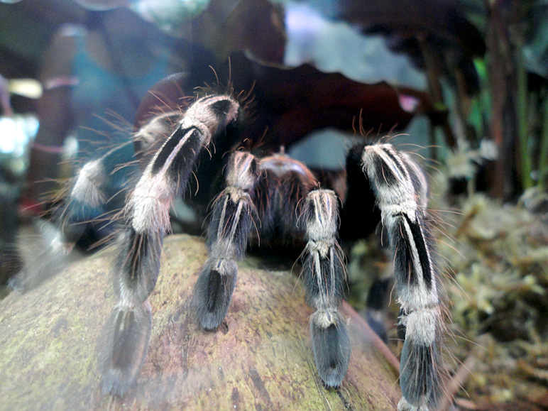 Who likes spiders? (208.53 KB)