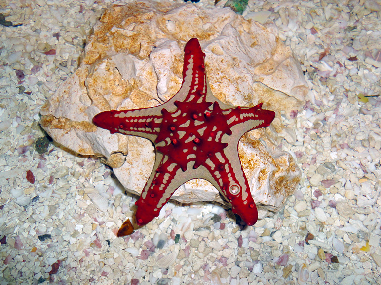A star fish in the Mall of America's aquarium (314.30 KB)