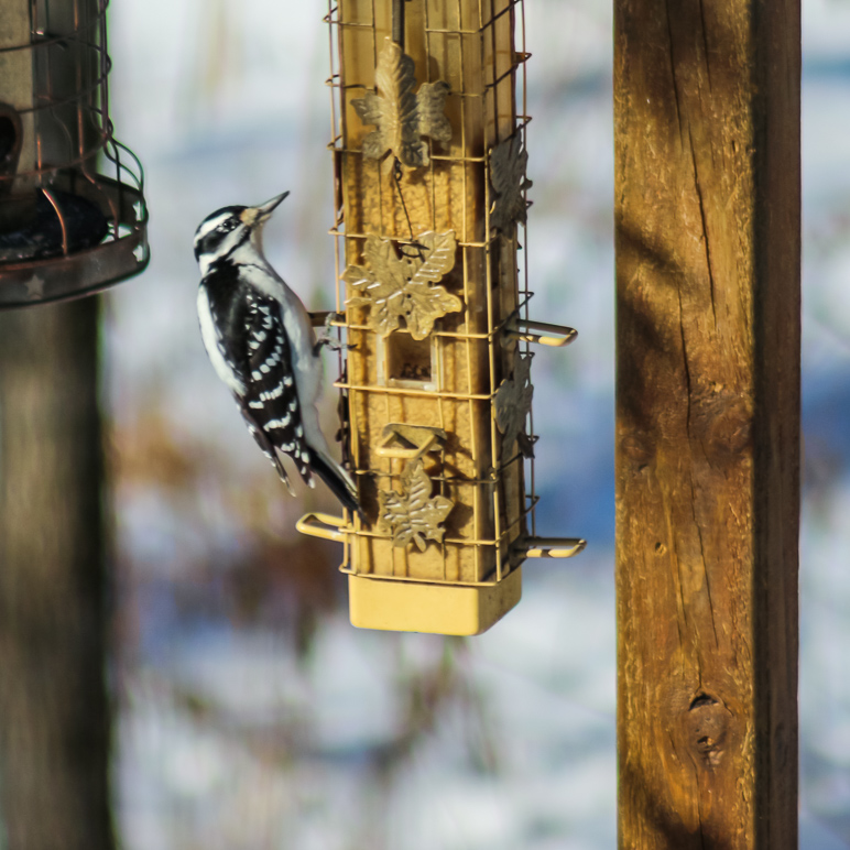 I spotted a woodpecker on my in-laws' bird feeder. (262.76 KB)