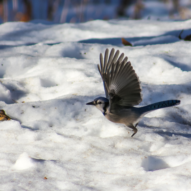I caught a blue jay just as it was taking off. (252.20 KB)