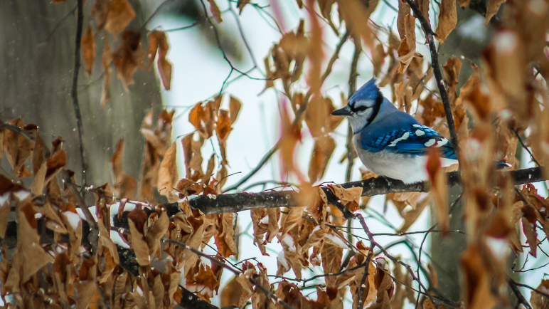 The Canon 75-300mm has some issues, but look at that blue jay! (232.87 KB)