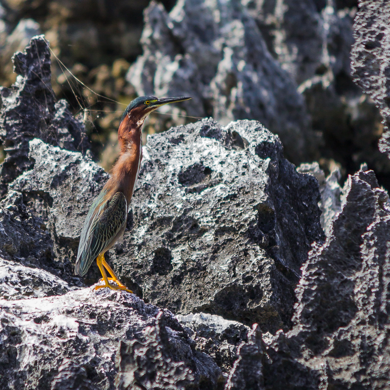 I did spot a bird perched on the rocks. (497.64 KB)