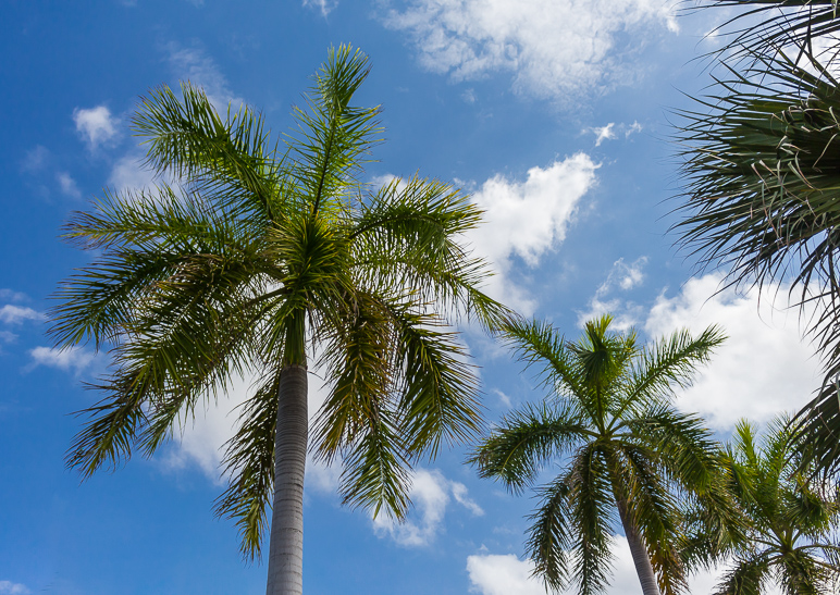 Clear blue skies, vibrant green palm trees... what's not to like? (366.77 KB)