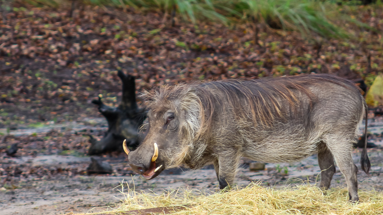 Warthogs aren't the most attractive creatures. (235.09 KB)