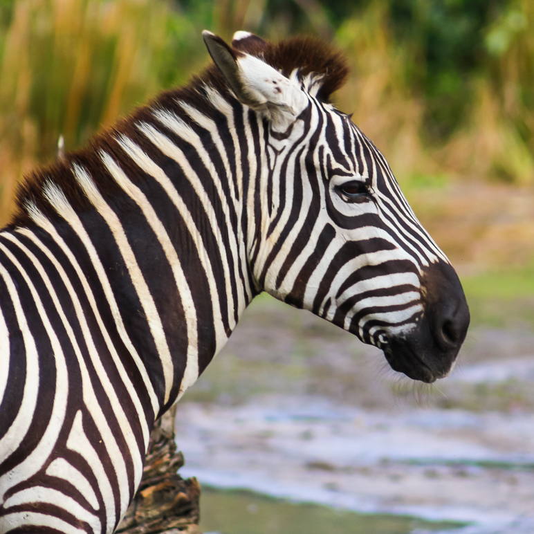 The zebra pictures are too cool. (296.06 KB)