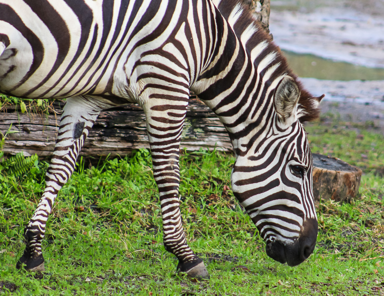 Zebras are pretty cool to look at. (437.53 KB)