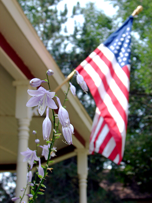 Our blooming hostas with Old Glory in the background (193.79 KB)