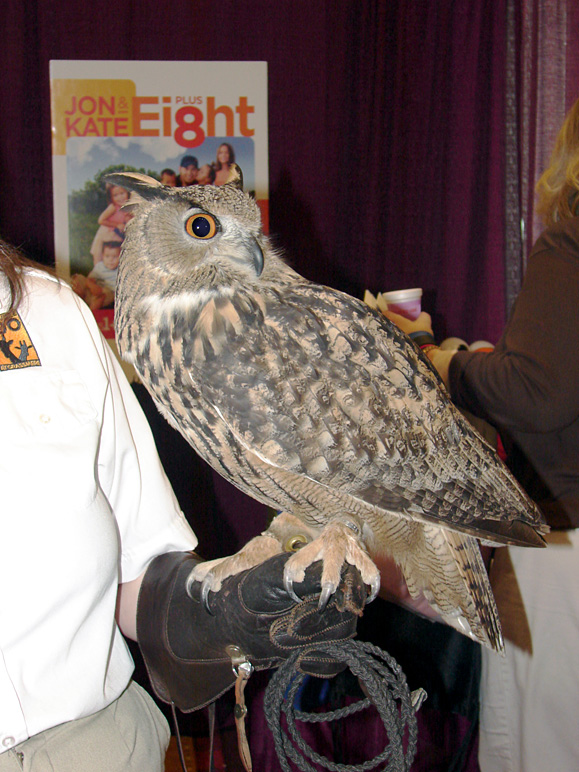 Look.  An owl. (222.39 KB)