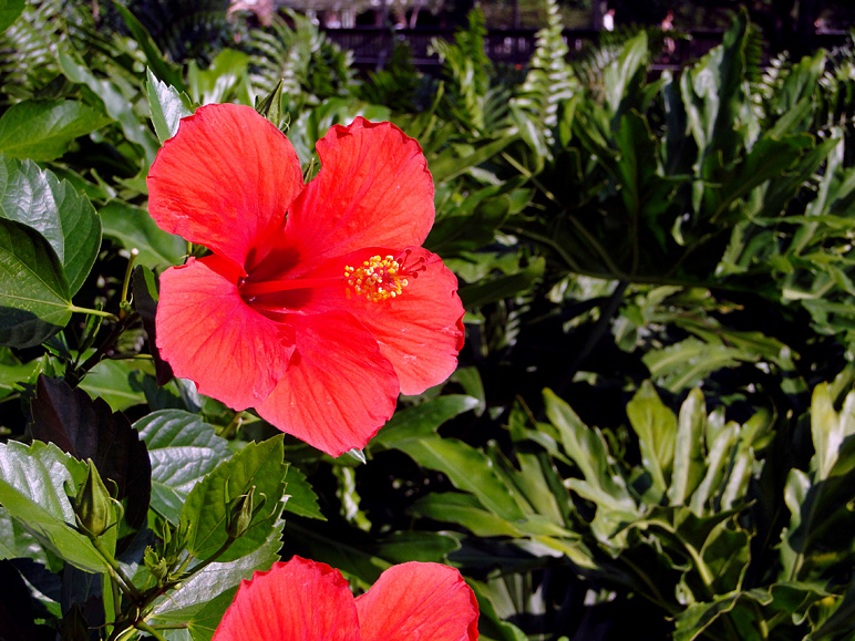 Great shot of a flower (264.25 KB)