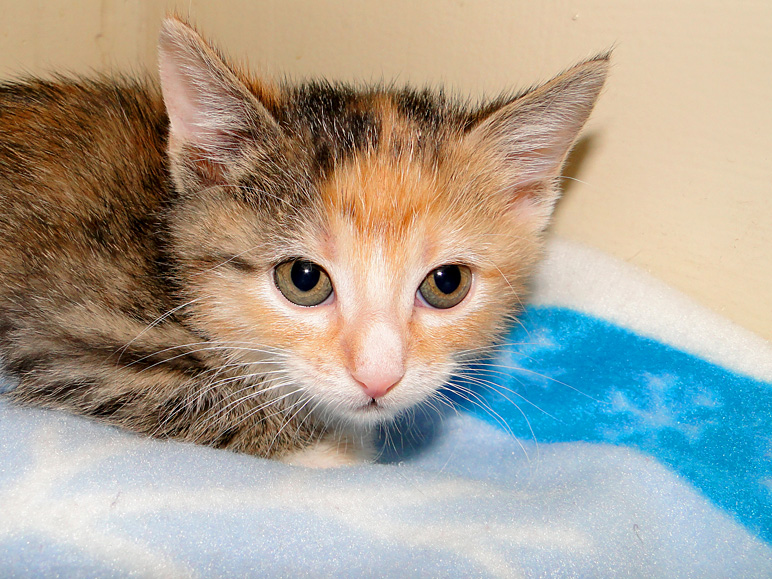 Our new kitty, Tinkerbell (259.52 KB)