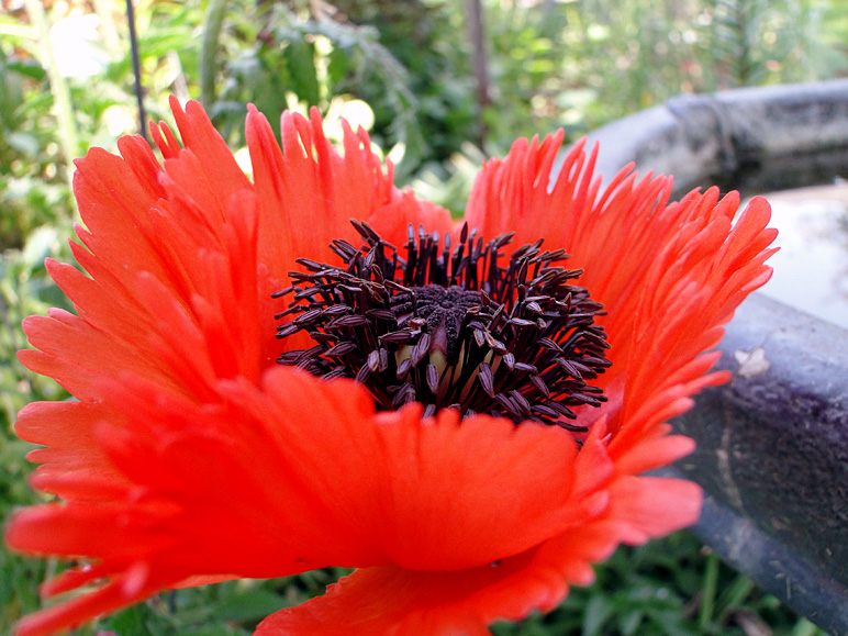 I don't know what it is, but I thought it was a cool flower (224.37 KB)