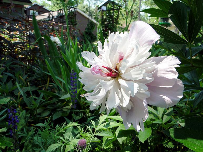 This is in my grandma's garden (278.17 KB)