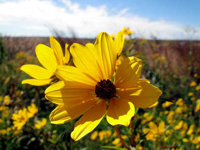 One of many beautiful shots I got at the Neal Smith Wildlife Refuge (196.71 KB)