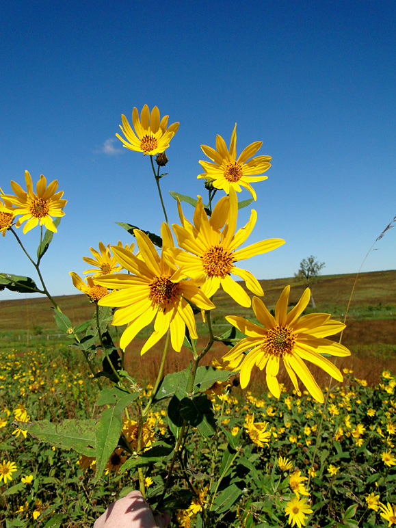 The green grass, blue sky, and yellow flowers were all great (290.66 KB)