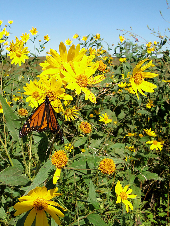 Even butterflies cooperated (353.50 KB)