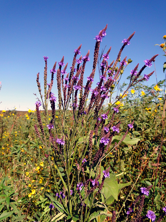 Here's another pretty purple wildflower (341.53 KB)