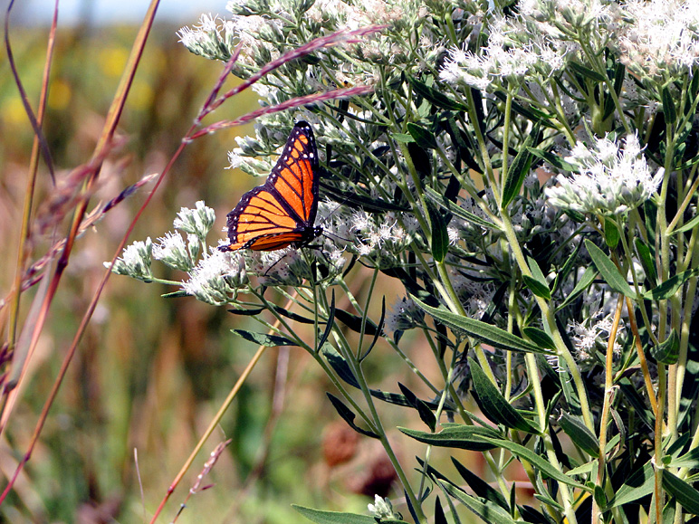I think that's a monarch (328.31 KB)