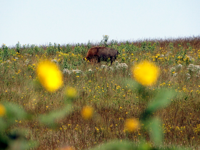 I spotted a buffalo, but no wings. (251.73 KB)