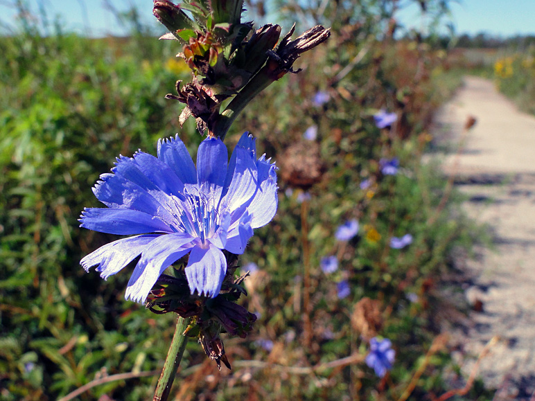 These little blue buds were all over the place and were VERY vibrant (236.36 KB)