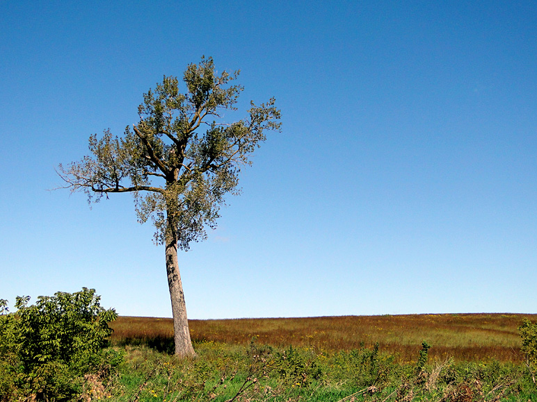 I think that tree is lonely (242.03 KB)