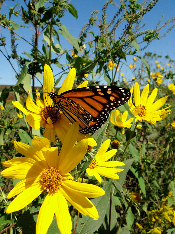 I couldn't believe how close this monarch let me get (320.86 KB)