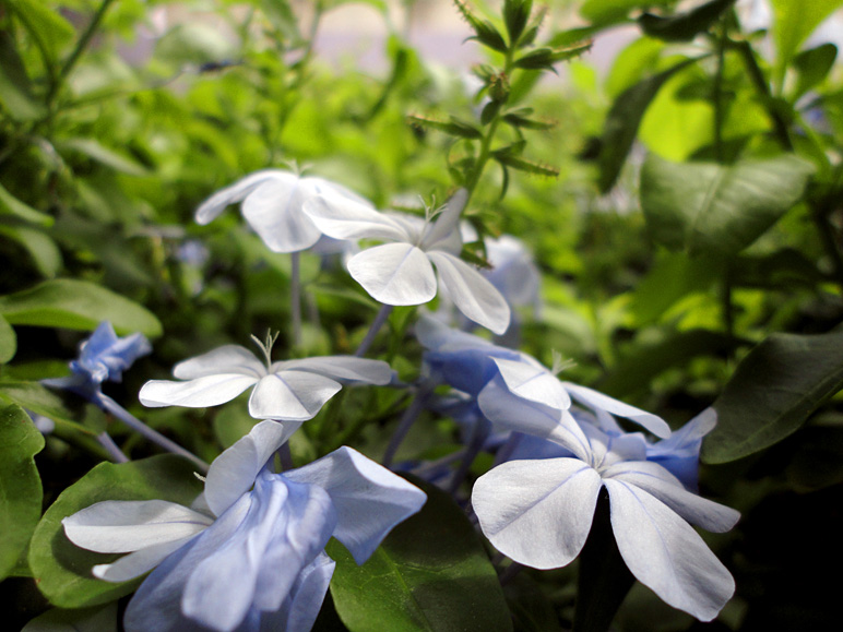 I'm a sucker for taking pictures of flowers. (184.35 KB)