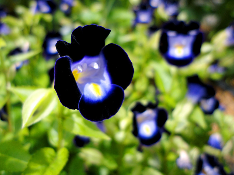 This flower is cool. (165.64 KB)
