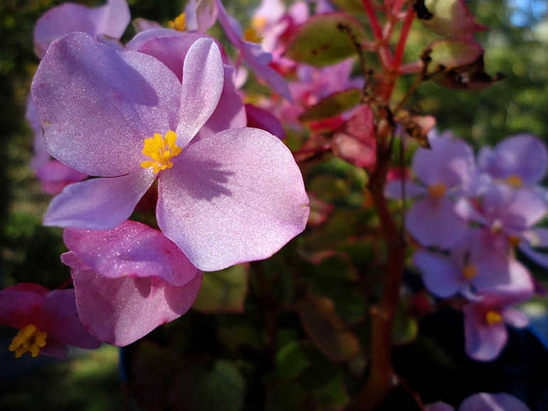 I thought that flower was pretty (173.87 KB)