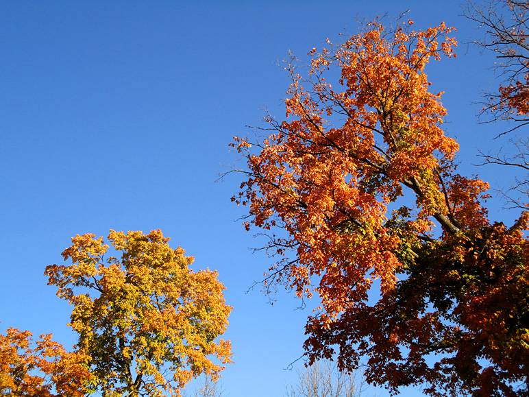Nice fall colors (379.74 KB)