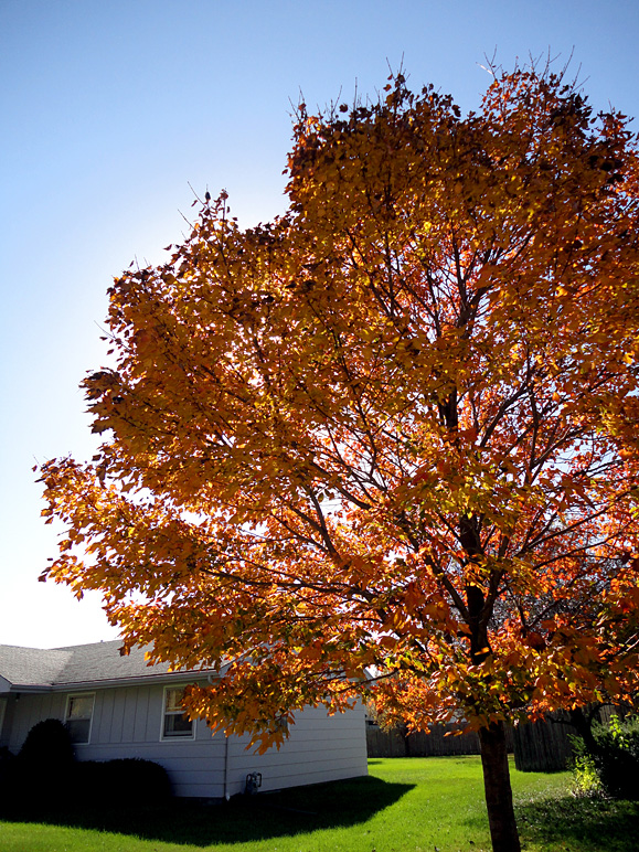 I love back-lit trees in the fall (396.69 KB)
