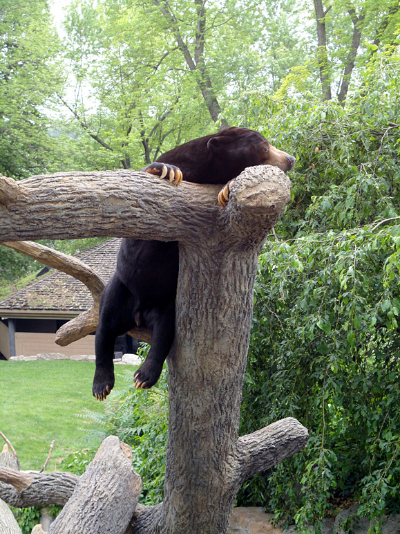 This bear was sleepy (339.64 KB)