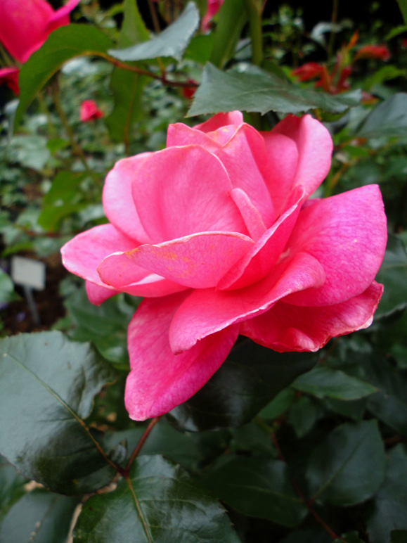 Nice little flower (158.60 KB)