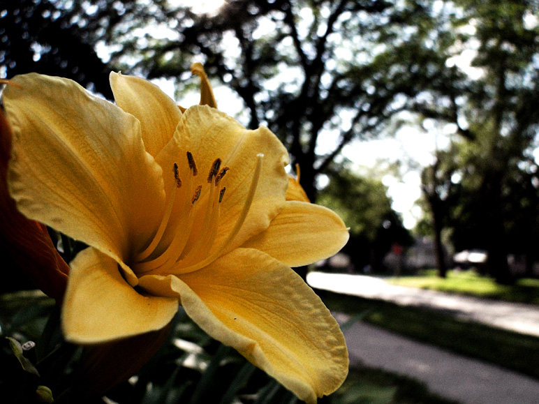 Grainy photo of a flower in front of our house (203.79 KB)