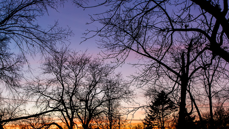 This doesn't do the colors justice, but the trees make for an interesting silhouette. (372.06 KB)