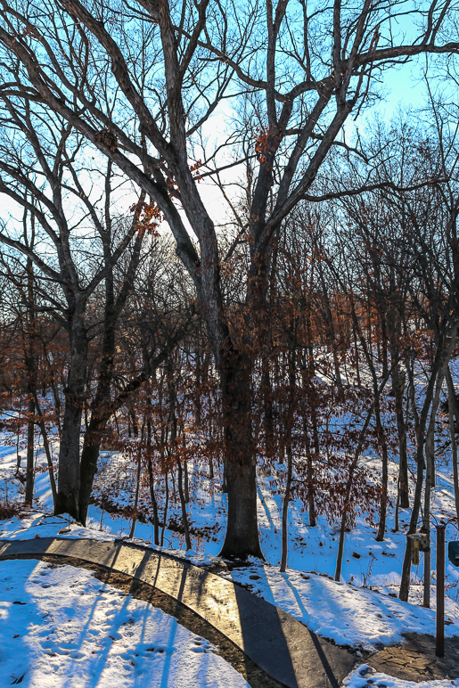 The sun peeking thru all the trees and branches was cool. (480.26 KB)
