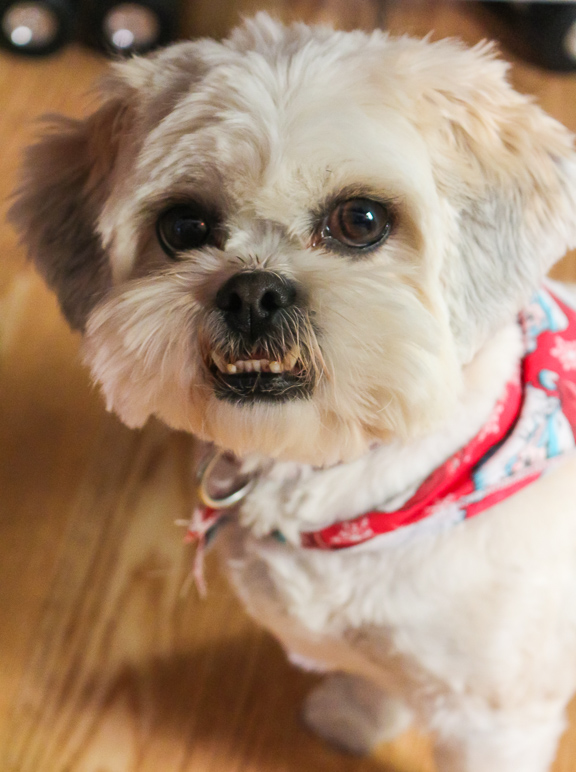 Abby can fit either her teeth or her tongue in her face, but not both. (188.48 KB)