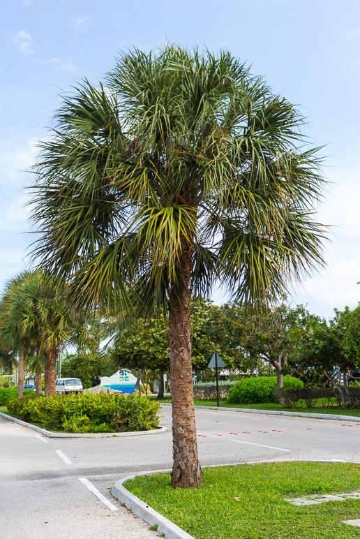 Palm tree! (393.30 KB)