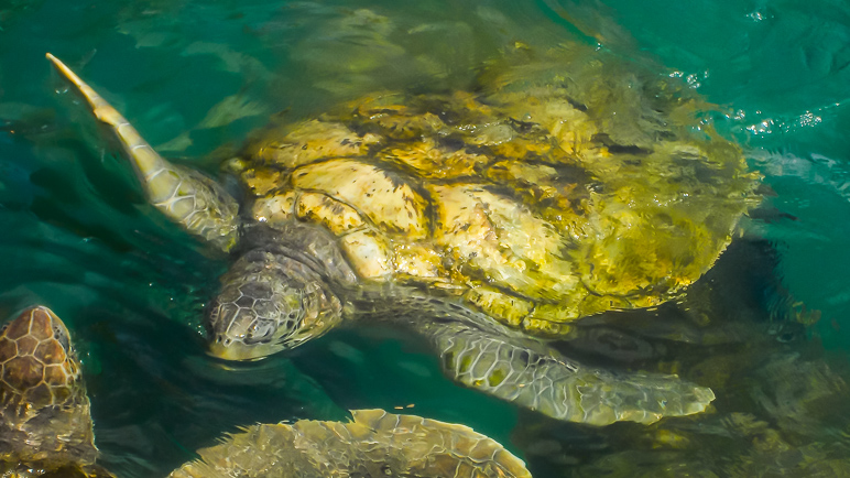 One of the aforementioned turtles. (209.67 KB)