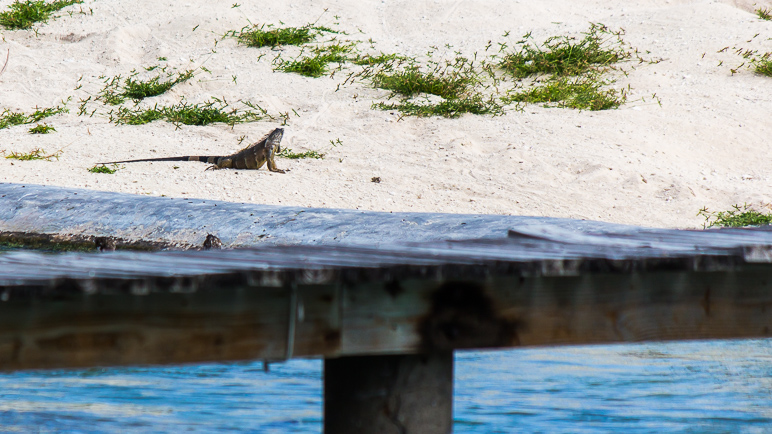There's a lizard across the way. (235.16 KB)