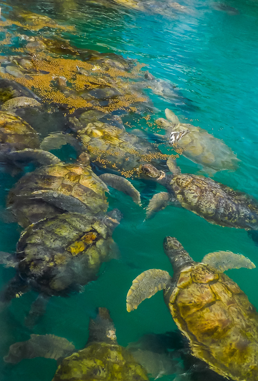 Lots of turtles! (299.54 KB)