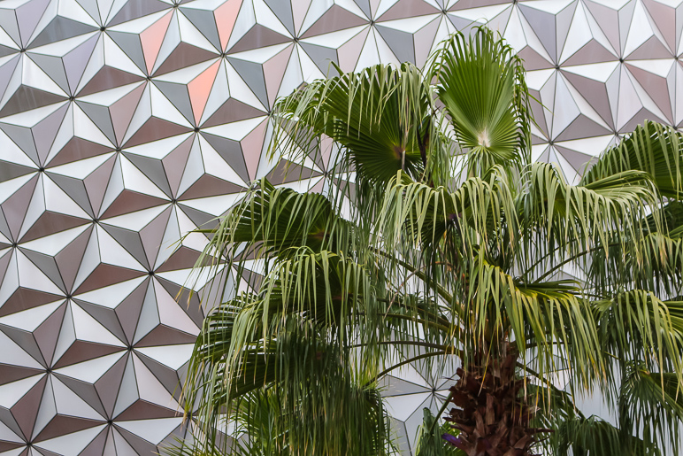 I don't get to see many palm trees in Iowa, so I go all touristy and get 'em when I can. (343.03 KB)