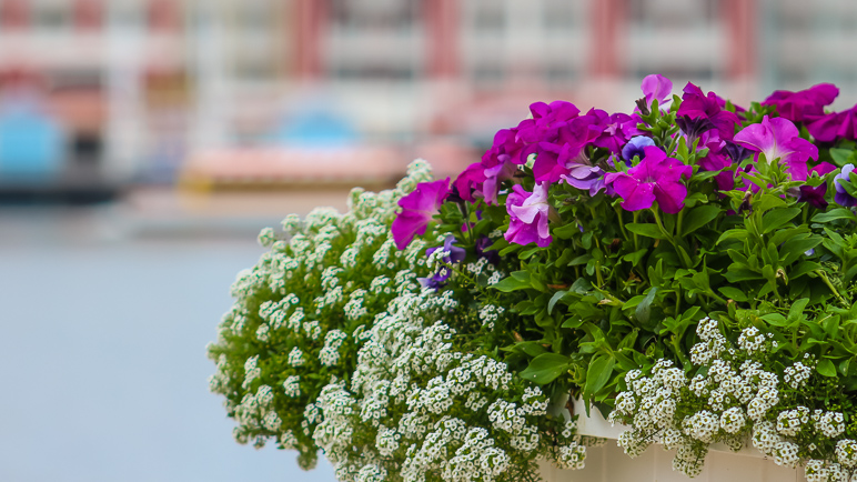 Disney puts plenty of flowers around the grounds (238.90 KB)