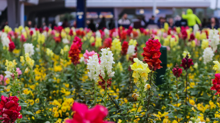 Flowers are such willing photo subjects (230.99 KB)