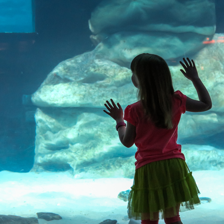 A little silhouette of Katelyn looking into a large tank (239.16 KB)