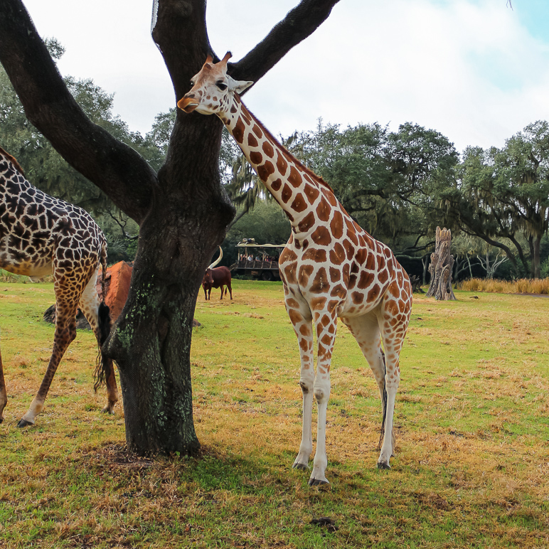 Look!  A giraffe! (493.29 KB)