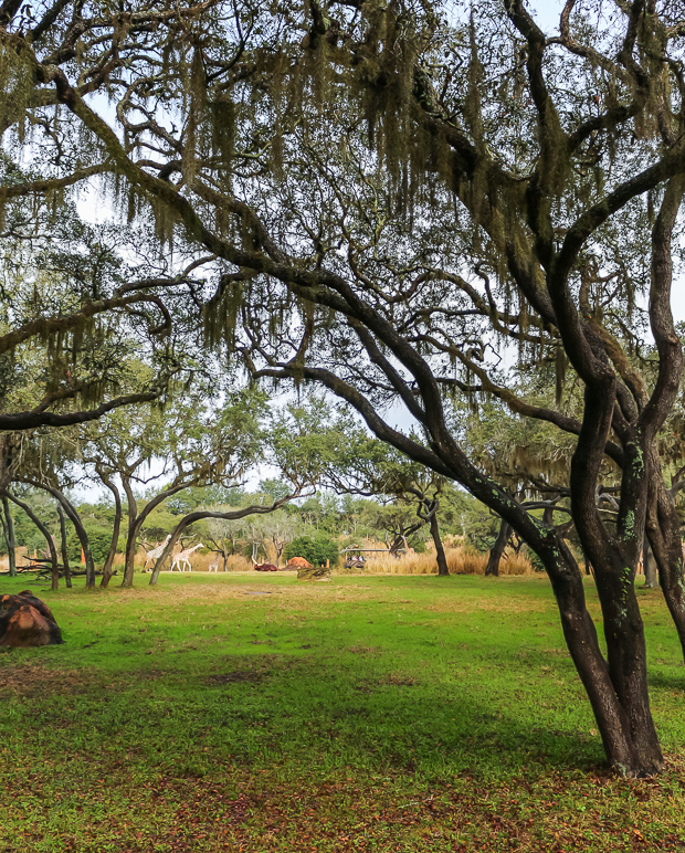 Some of the scenery on the Kilimanjaro Safaris (519.96 KB)